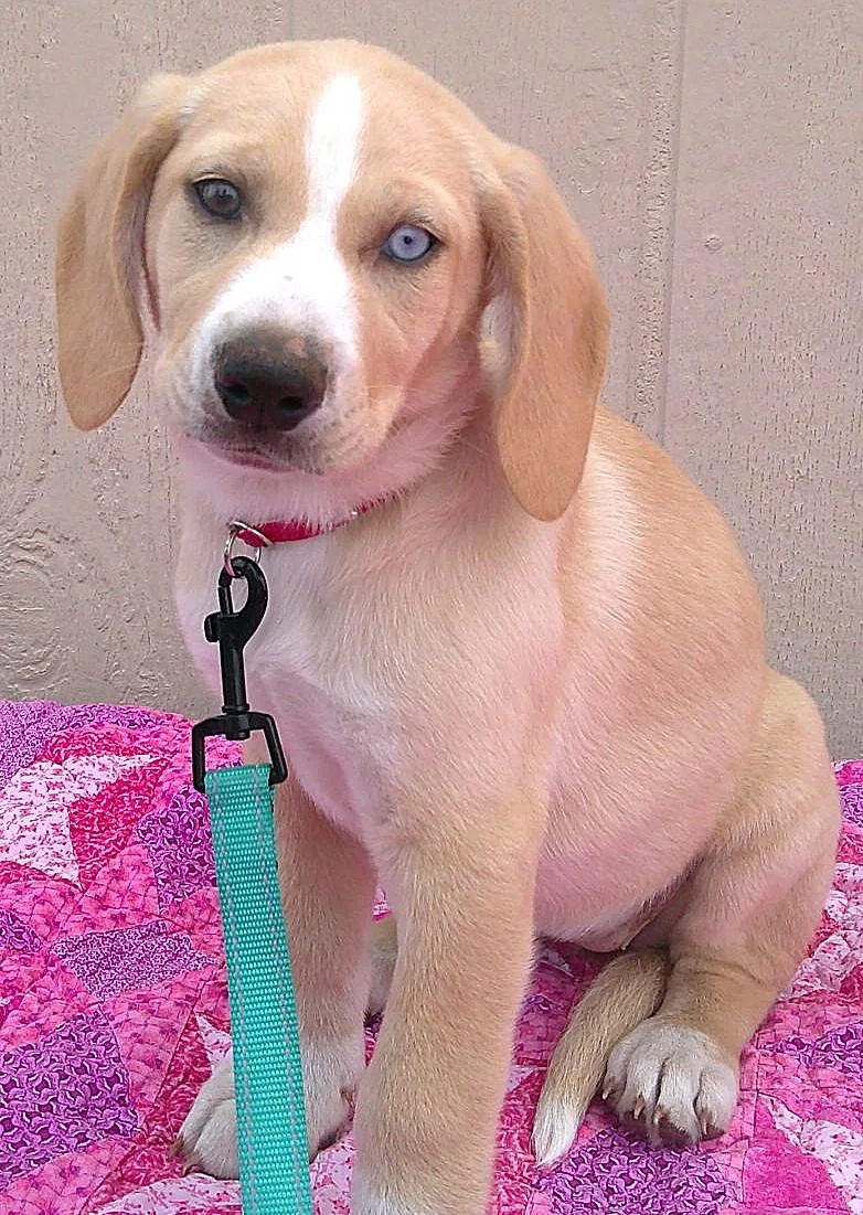 A baby medium-sized female Bicolor Basset Hound dog named Goldie for adoption in Olympia, WA