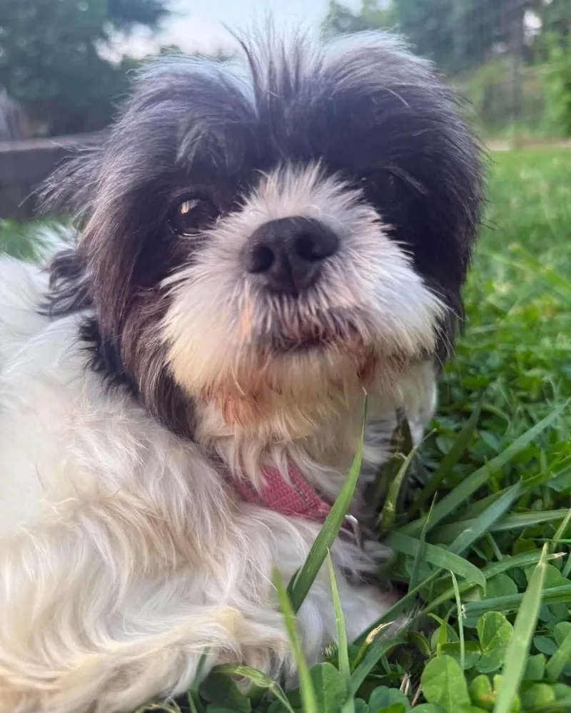 An adult small-sized female Shih Tzu dog named Sylvia for adoption in Richmond, KY
