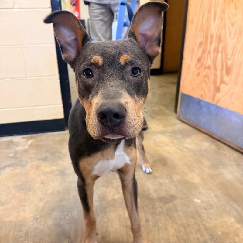 A young medium-sized male Brown / Chocolate Mixed Breed dog named Odin for adoption in Corinth, MS