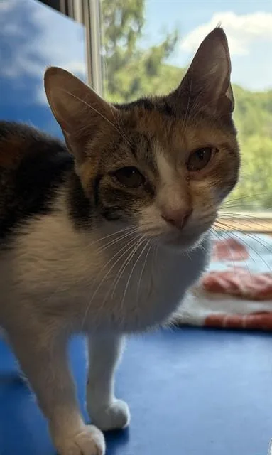 An adult small-sized female Domestic Short Hair cat named Mcflurry for adoption in Westminster, MD