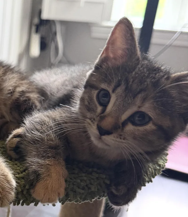 A baby medium-sized female Tabby (Tiger Striped) Domestic Short Hair cat named Dutches and Dori for adoption in Salem, NH