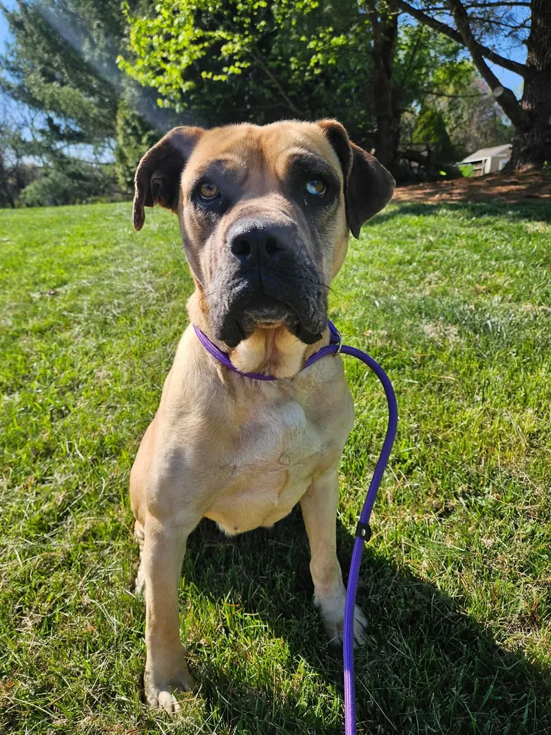 A young large-sized female Yellow / Tan / Blond / Fawn Boerboel dog named Tulip for adoption in Culpeper, VA