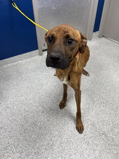 A young large-sized male Boxer dog named A for adoption in Pasadena, TX
