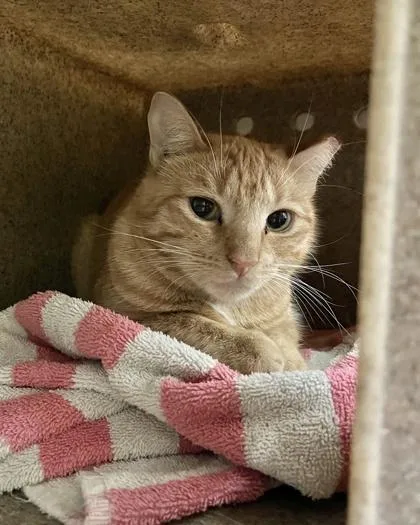 An adult medium-sized female Domestic Short Hair cat named Cactus for adoption in New Hope, PA