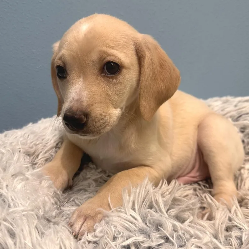 A baby medium-sized male Yellow / Tan / Blond / Fawn Labrador Retriever dog named Chopper for adoption in Park City, UT