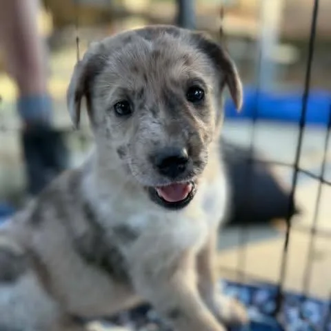 A baby medium-sized female Labrador Retriever dog named Control for adoption in Raleigh, NC