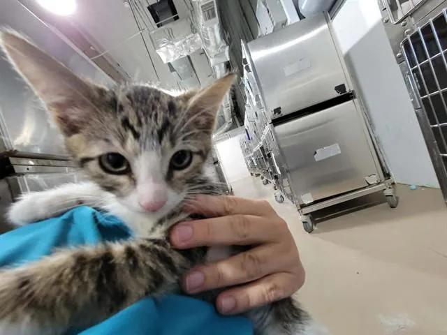 A baby small-sized female Domestic Short Hair cat named Toffee Tastic for adoption in Naples, FL