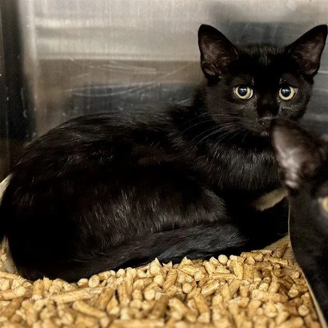 A baby small-sized female Black Domestic Short Hair cat named Susan for adoption in Tavares, FL