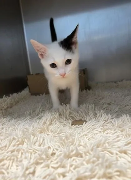 A baby small-sized male Domestic Short Hair cat named Neptune for adoption in Honolulu, HI