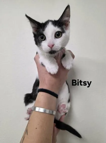 A baby medium-sized female Domestic Short Hair cat named Bitsy for adoption in Aberdeen, SD
