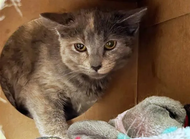 A young medium-sized female Domestic Short Hair cat named Mimosa for adoption in Saint Louis, MO