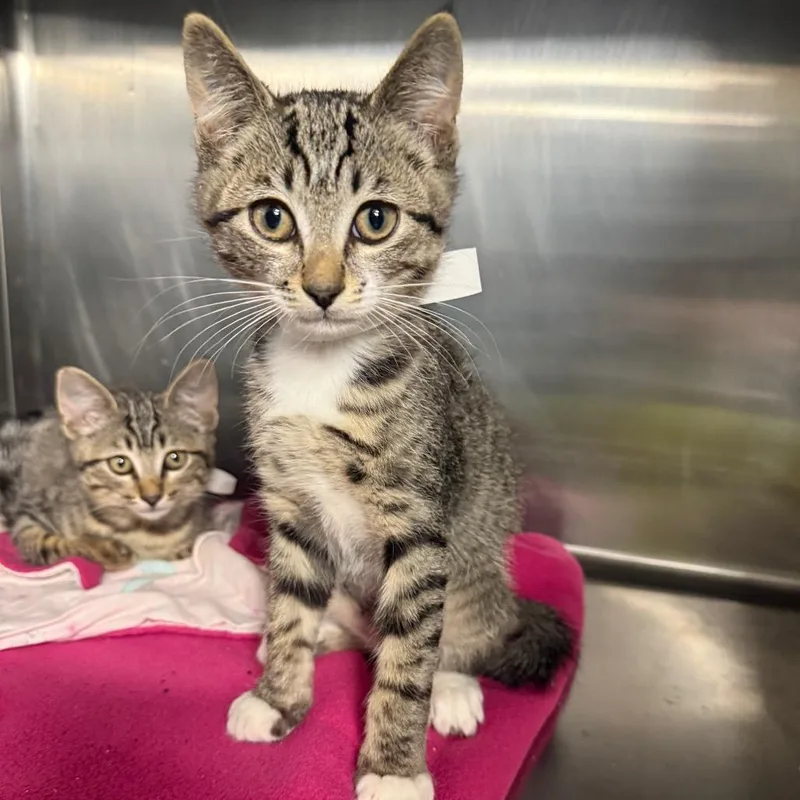 A baby small-sized male Brown / Chocolate Domestic Short Hair cat named Marshmellow for adoption in Spokane, WA
