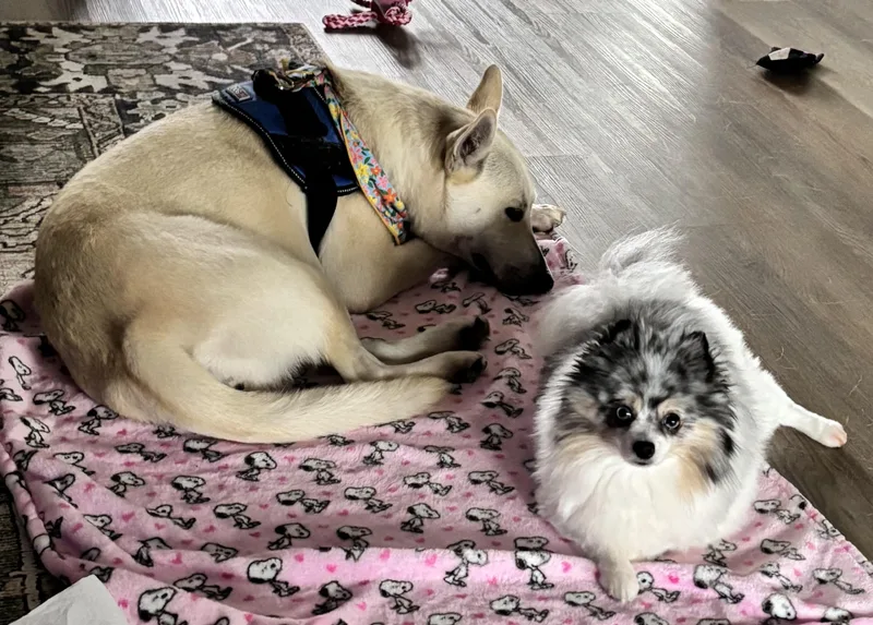 Lucy Lou thumbnail 4