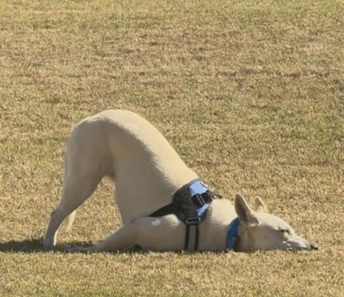 Lucy Lou thumbnail 5