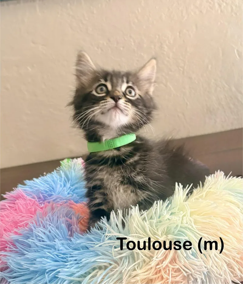 Toulouse