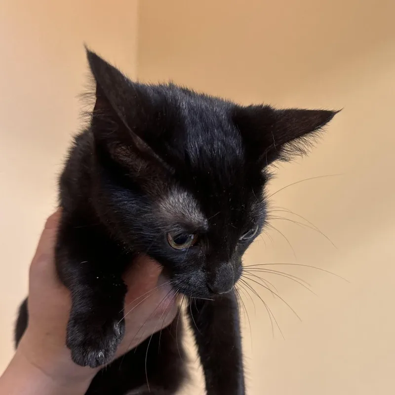 A young small-sized female Domestic Short Hair cat named Malibu C for adoption in Lebanon, TN