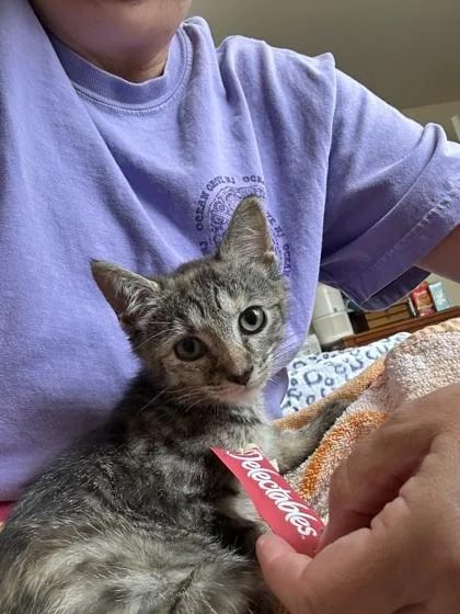 A baby small-sized female Domestic Short Hair cat named Feisty for adoption in Ringoes, NJ