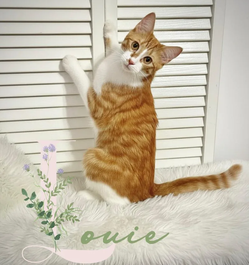 Leo And Louie thumbnail 2