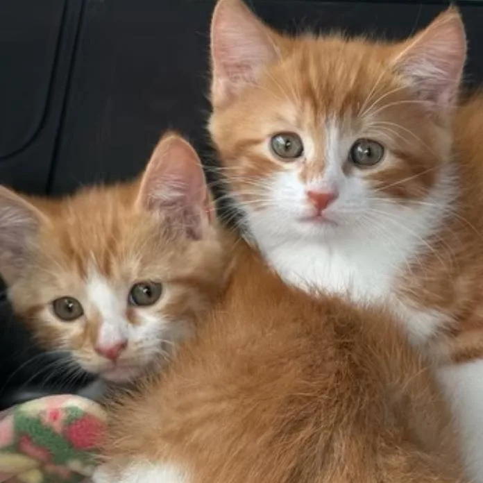 Leo And Louie thumbnail 4