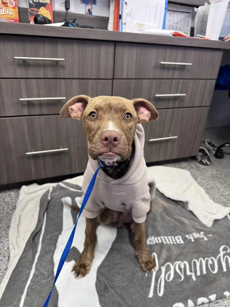 An adult medium-sized male Mixed Breed dog named Cinnamon for adoption in Miami, FL