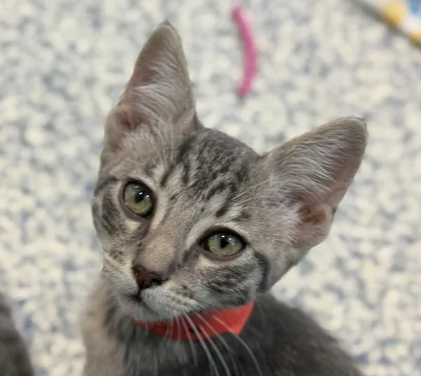 A baby small-sized female Domestic Short Hair cat named Rowena for adoption in Golden, CO