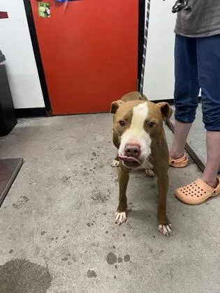 An adult medium-sized male Mixed Breed dog named Hans Solo for adoption in West Chester, PA