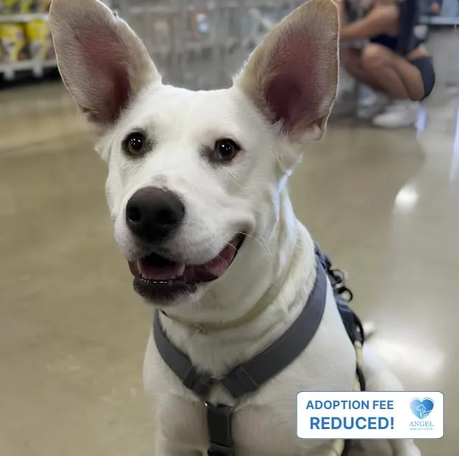 An adult medium-sized female White / Cream Cattle Dog dog named Snow for adoption in Naperville, IL