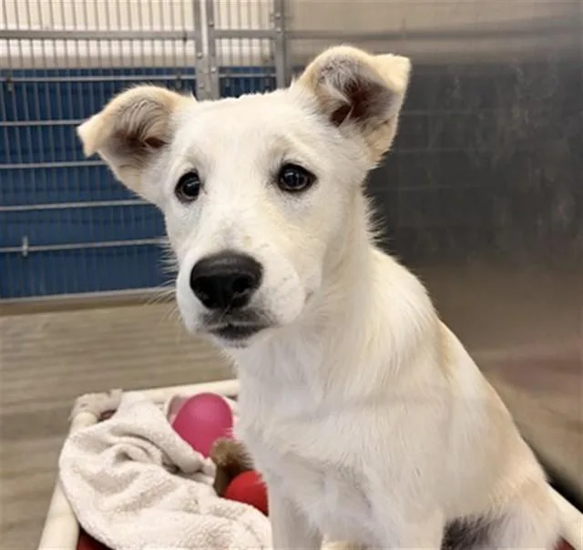 A young large-sized female Labrador Retriever dog named River for adoption in Camarillo, CA