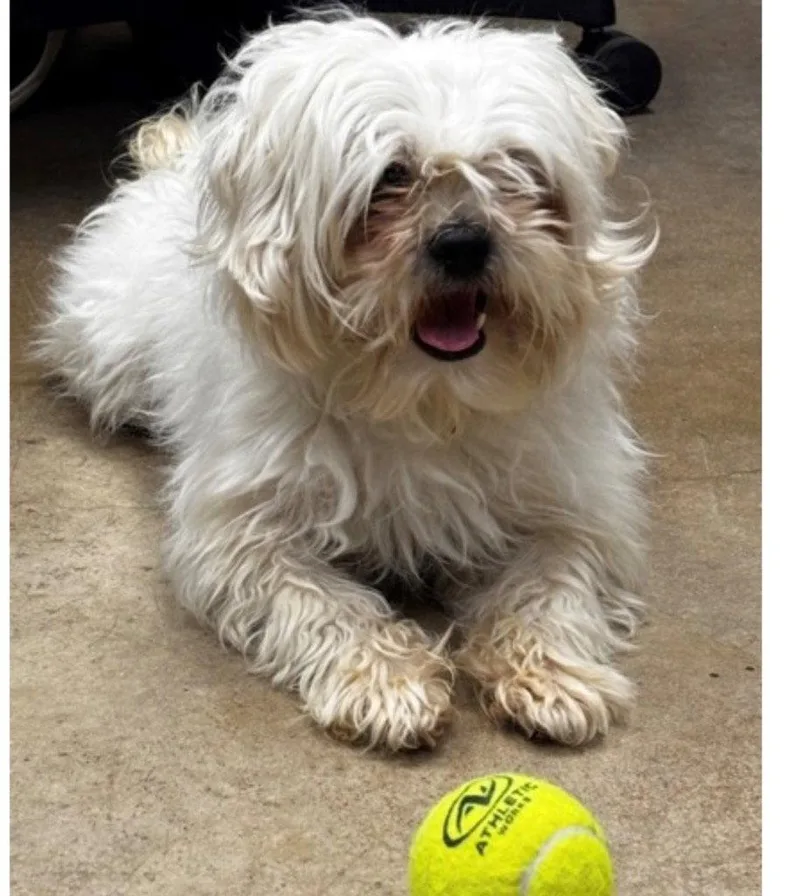An adult small-sized male Shih Tzu dog named Pippin for adoption in Bloomfield, CT