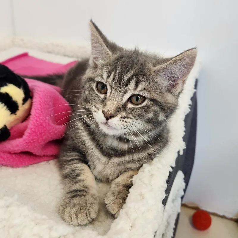 A baby small-sized female Gray / Blue / Silver Domestic Short Hair cat named Iris for adoption in Delaware, OH