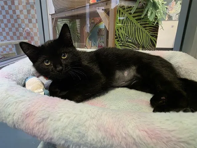A baby small-sized female Domestic Short Hair cat named Obsidian for adoption in Santa Clara, CA