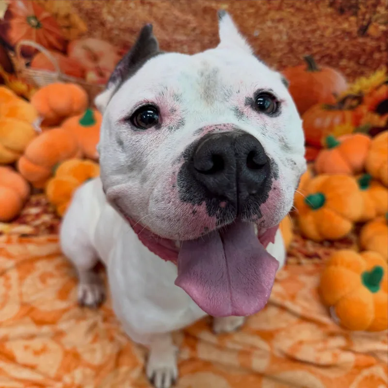 An adult medium-sized female White / Cream Pit Bull Terrier dog named Rosie Tag for adoption in Central Islip, NY