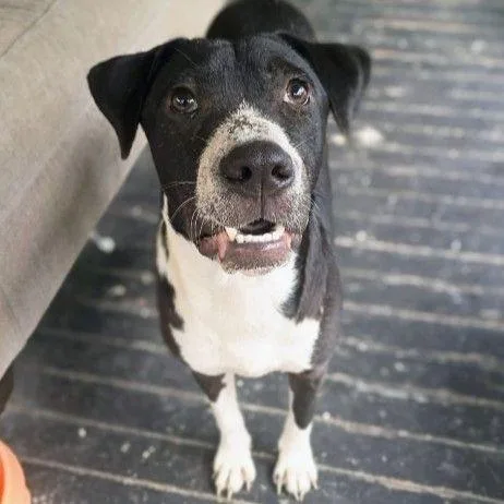 A young small-sized female Hound dog named Remy for adoption in East Hanover, NJ