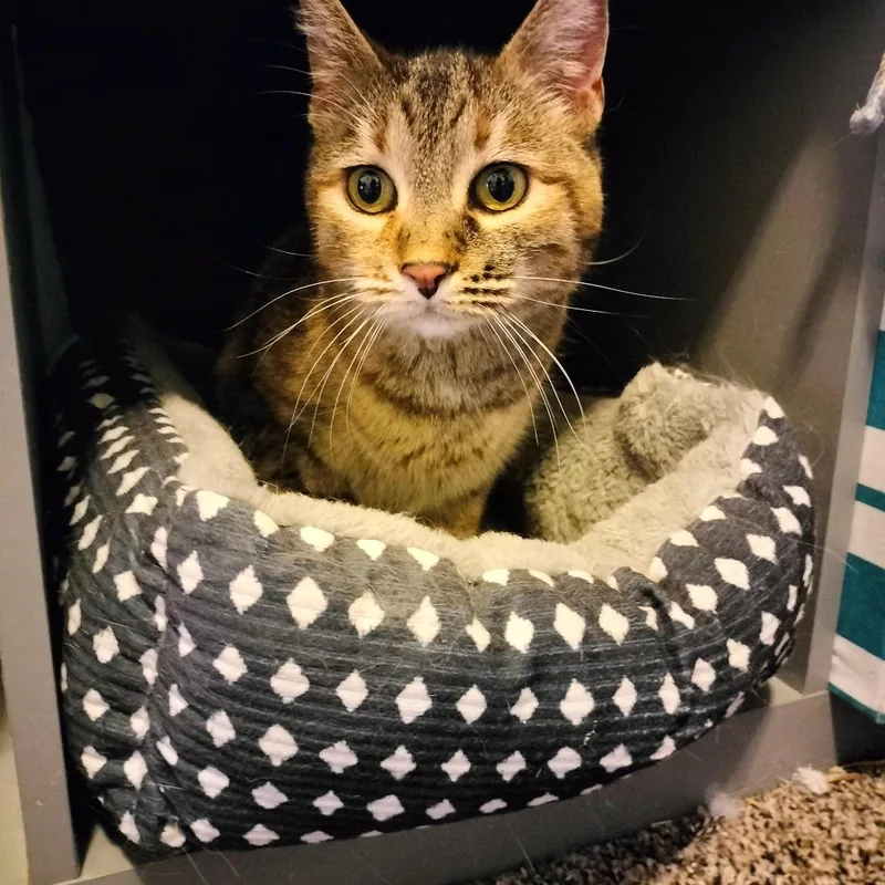 An adult small-sized female Torbie American Shorthair cat named Flour for adoption in Layton, UT