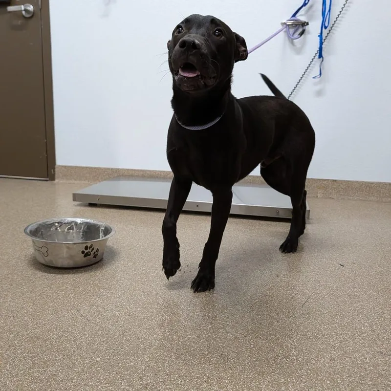 A young medium-sized male Black Labrador Retriever dog named Red Timber for adoption in League City, TX