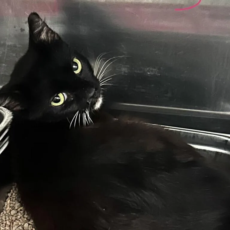 A young small-sized female Black Domestic Short Hair cat named Syrax for adoption in Spruce Pine, NC