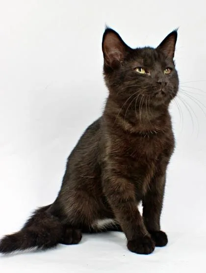 A baby small-sized female Domestic Short Hair cat named Anabelle for adoption in Morton Grove, IL