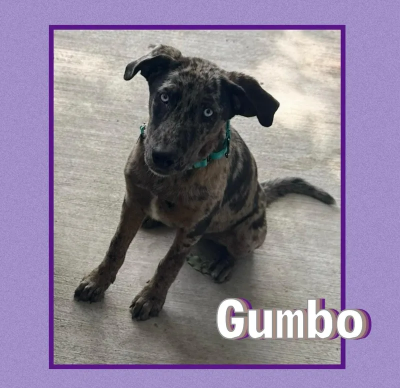 Gumbo  Tx