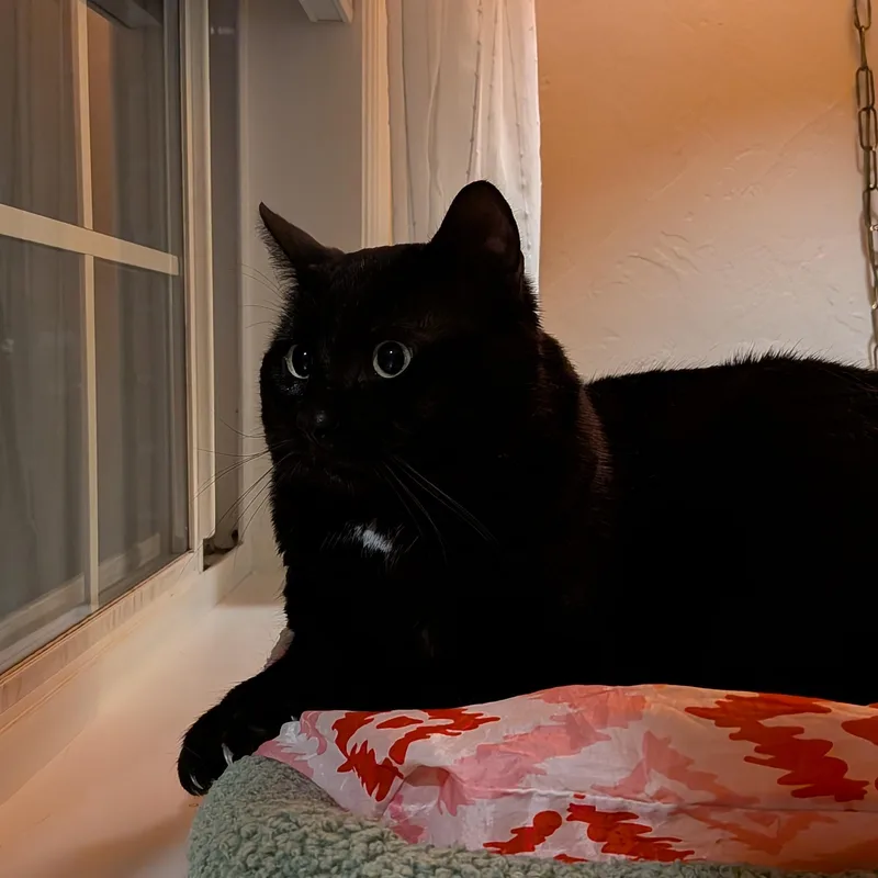 Mr. Boy...he’s My Sweet thumbnail 4