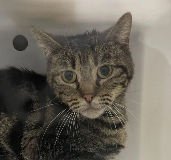 A young small-sized male Domestic Short Hair cat named Tyrion for adoption in Golden, CO
