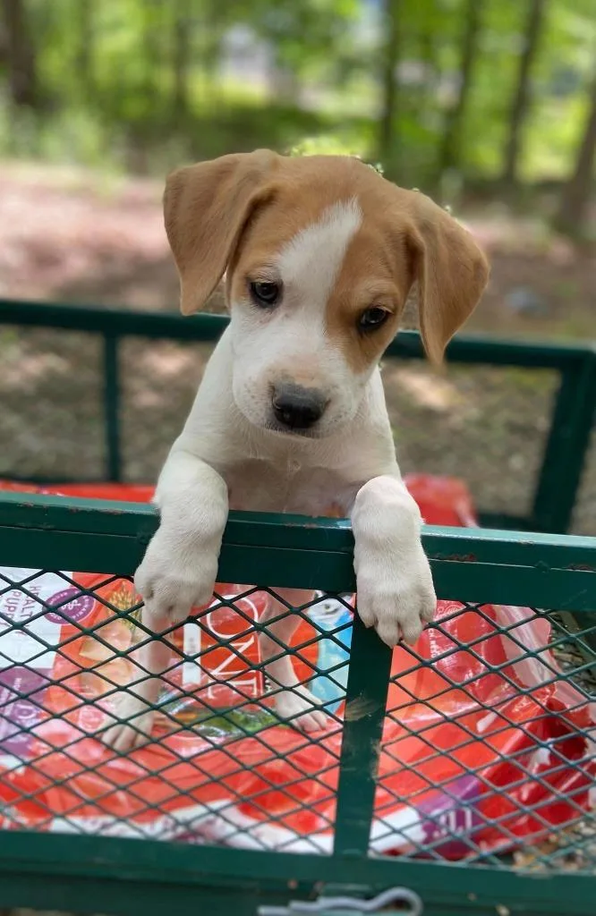 A baby large-sized female Mixed Breed dog named Kindred for adoption in Fond Du Lac, WI
