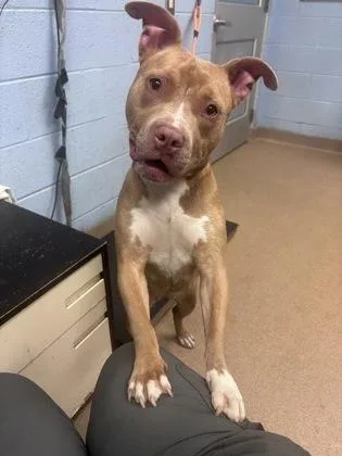 An adult medium-sized female Mixed Breed dog named Bugsy for adoption in Chamblee, GA