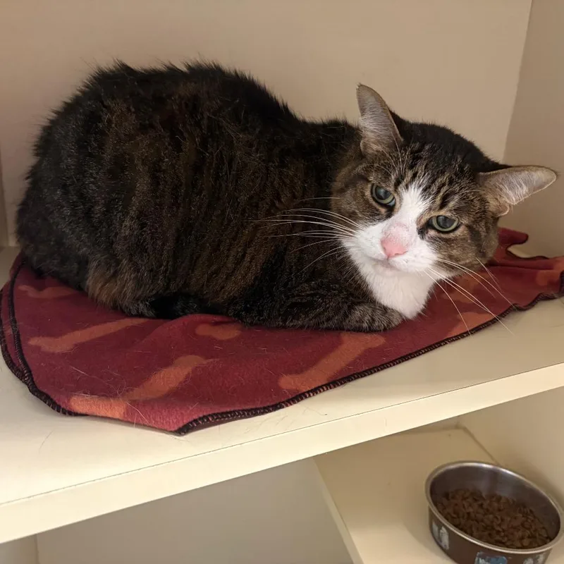 A senior large-sized female Brown / Chocolate Domestic Short Hair cat named Tortilla for adoption in DeKalb, IL