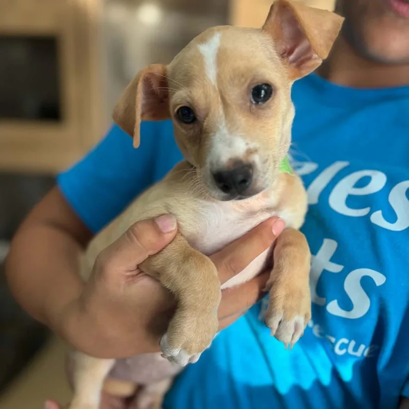 Emme Chino Hills