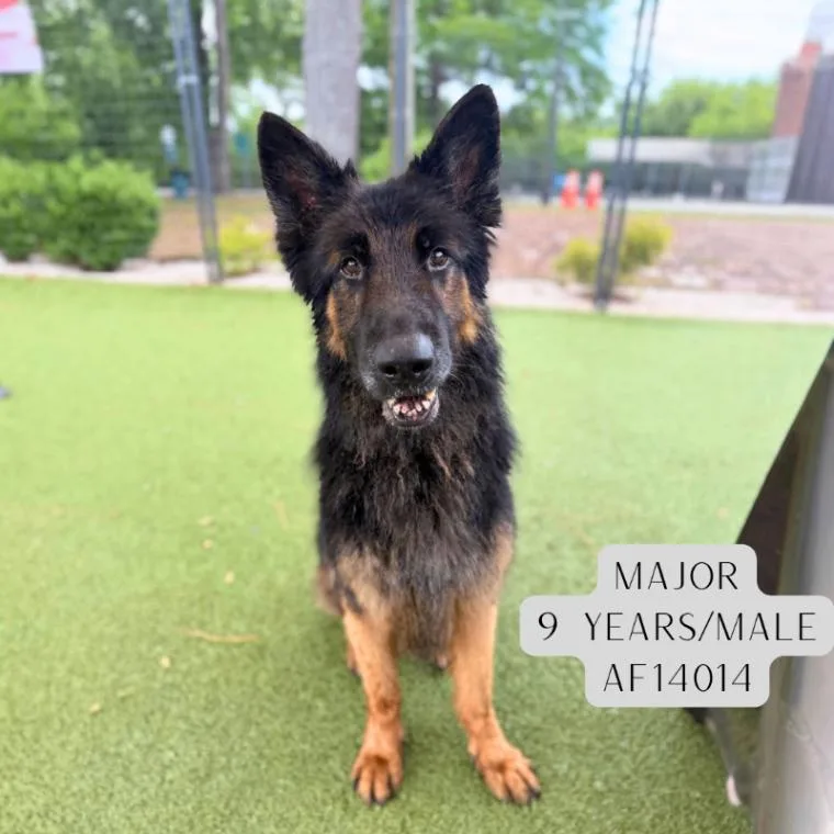 Major