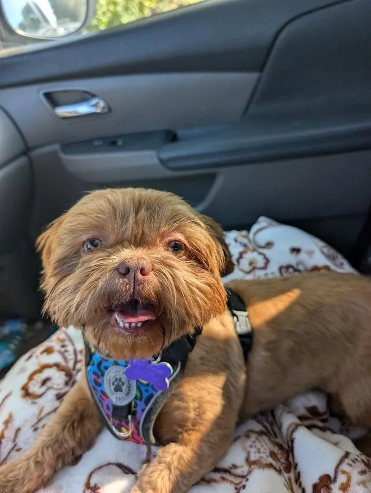 An adult small-sized female Shih Tzu dog named Charleigh for adoption in Waunakee, WI