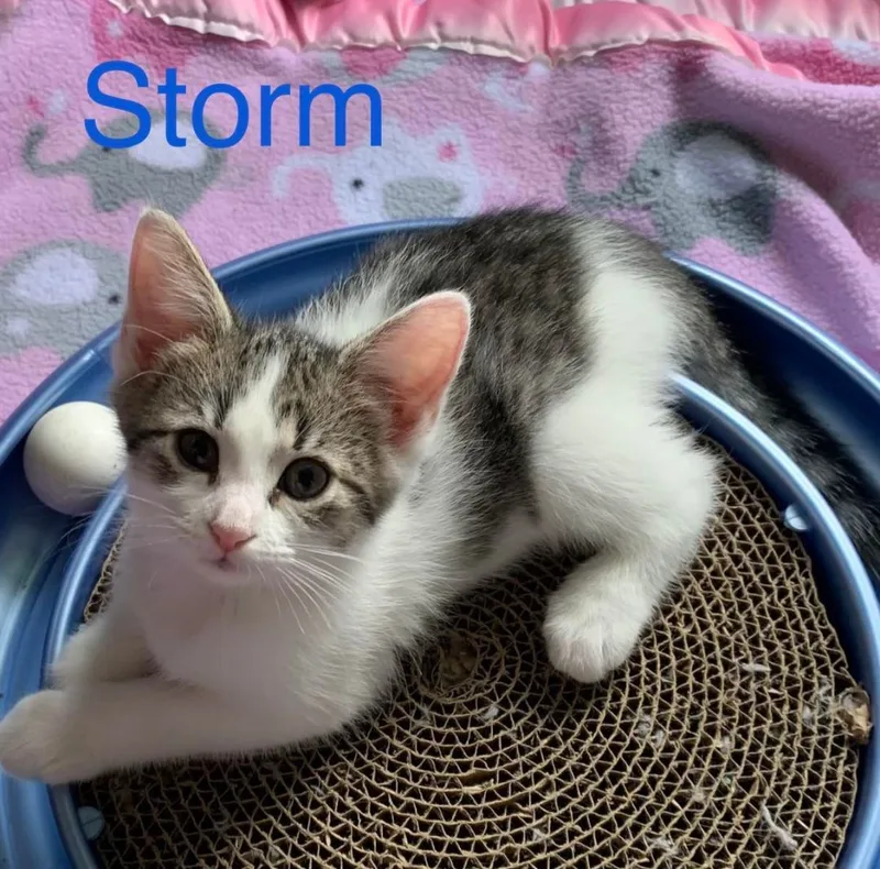 Storm thumbnail 6