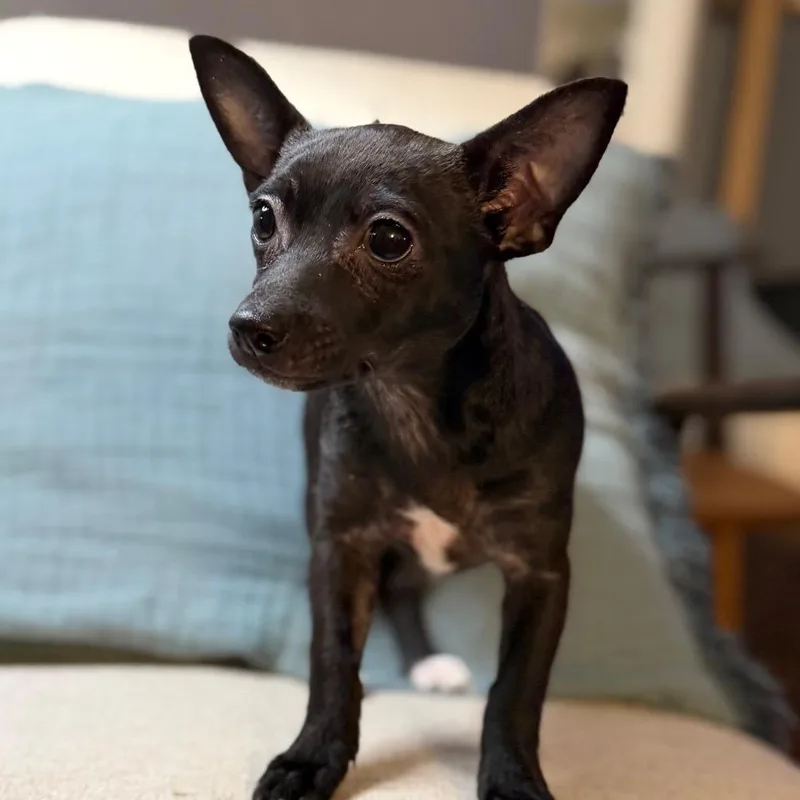 A baby small-sized female Black Chihuahua dog named Bloom for adoption in Las Vegas, NV