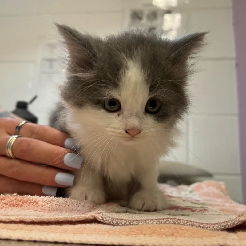 A baby small-sized female Gray / Blue / Silver Domestic Long Hair cat named Mack for adoption in Mentor, OH