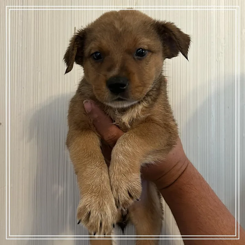 A baby small-sized female Brown / Chocolate Black Labrador Retriever dog named FWT Arizona for adoption in Midland, TX